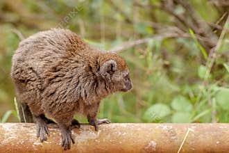 Red gentle lemur