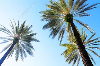 Palm tree florida