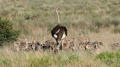 A female ostrich with large brood of small chicks walking in natural habitat, Kalahari desert, South Africa