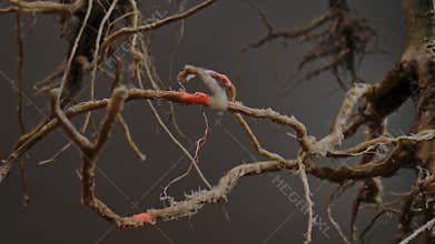 A macro shot of a complex system of tree or plant roots with a red beam of light shining through them.