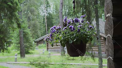 Flowers in pots hang on a wooden wall