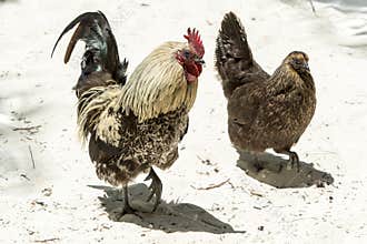 Rooster and hen on white beach, beautiful colored rooster and brown hen at the beach