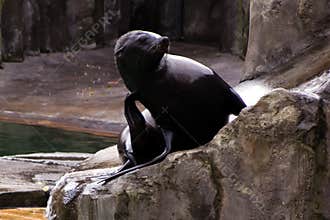 Sea â€‹â€‹lion, friendly animals at the Prague Zoo