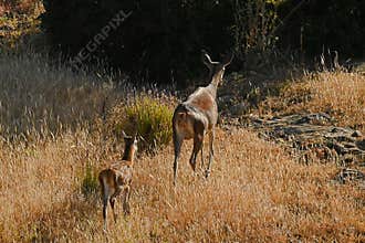 Mother doe with calf in golden summer grass