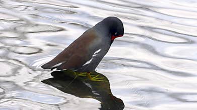 Common moorhen preening its feathers in water