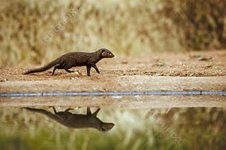 Slender mongoose in Greater Kruger National park, South Africa
