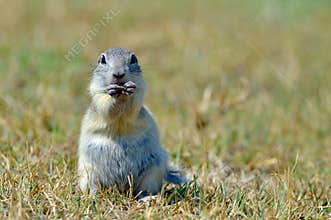 European ground squirrel (Spermophilus citellus)