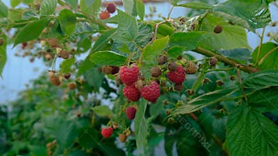 Ripe raspberries on a branch. Selective focus.