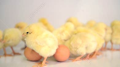 Many newborn chickens