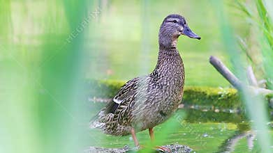 Wild female duck standing in the water and preening her feathers framed by green grass