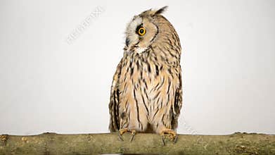 Bird owl isolated on a white