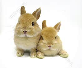 Cute netherland dwarf rabbits isolated white backgr