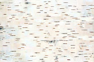 Birch tree bark texture