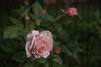 Beautiful roses A Shropshire Lad in a garden