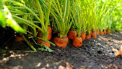 Carrot harvest in the garden. Selective focus.