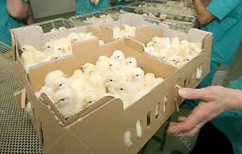 Chickens in the boxes