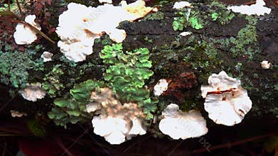 Wood-decaying fungi growing on rotting wood in a forest near Princeton