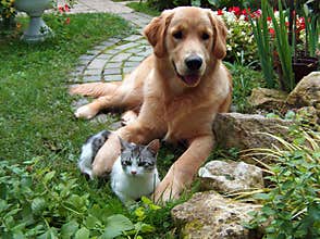 Dog and cat
