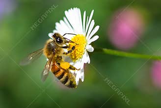 Honey Bee on a Flower