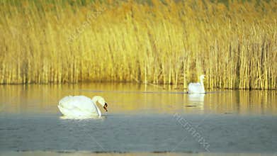Mute swans (Cygnus olor). A pair of white swans swim in a pond against a backdrop of golden reeds. Slow motion