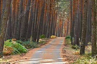 Autumn forest road in the Guadarrama mountain, near Madrid