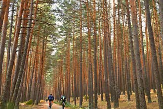 Autumn forest road in the Guadarrama mountain, near Madrid