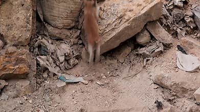 Orphan kitten eating from trash in war ruins before hiding inside destroyed building
