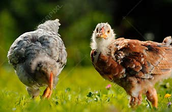 Chickens in the Farmyard