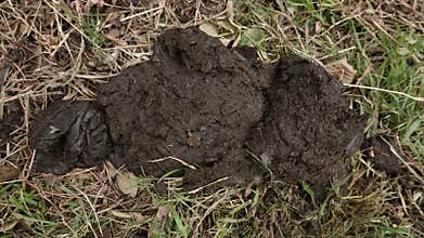 fresh cow dung lying on the ground