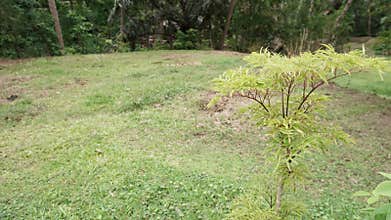 berlangkas leaves & x28;Polyscias fruticosa& x29; which have distinctive characteristics