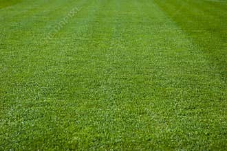 Green Grass Texture