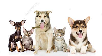 Group of cats and dogs in front.