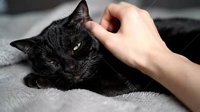 Petting a Cute Black Cat on a Soft Blanket at Home During the Day, Gentle Hand Strokes a Relaxed Feline