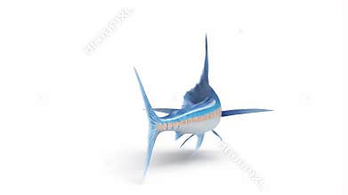Majestic Marlin Illustration: A Stunning Depiction of Strength and Grace in the Ocean