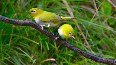 Chestnut-flanked White-eye