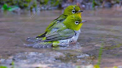 Chestnut-flanked White-eye