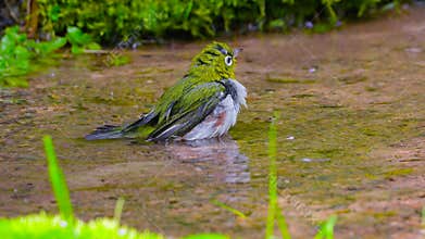 Chestnut-flanked White-eye