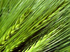 barley spikes