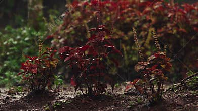 Heavy rain falling on red coleus plants