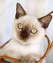 Adorable kitten