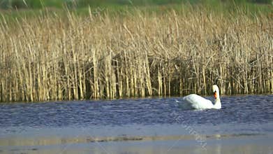 Mute swan (Cygnus olor). A white swan swims in a pond. Slow motion