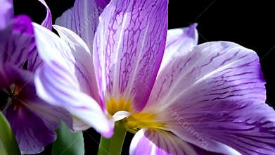 Purple Iris Flower Blooming Against a Black Background