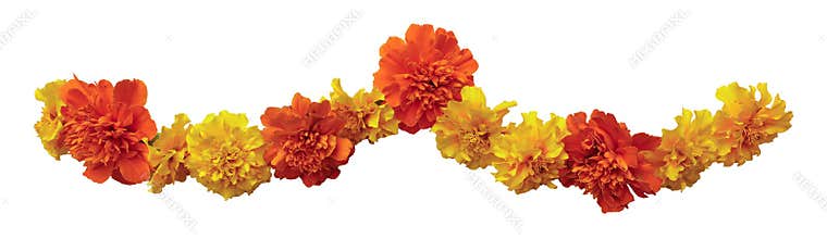 Yellow orange marigold flowers. Indian traditional floral festive garland toran. Zendu flowers isolated on transparent background