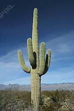 Saguaro Cactus at Arizona Desert
