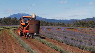Lavender harvest
