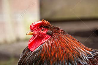 Barnevelder rooster looking at the camera
