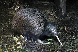 Kiwi searching