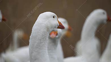 Poultry farming in the village. white goose standing on grass. Geese in nature.