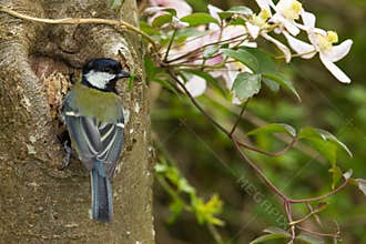 Great Tit (Parus major) with Grub