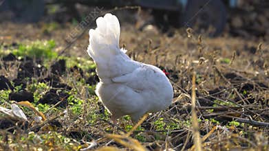 charming white chicken is foraging in a beautiful sunlit farm field, embodying rural life and agriculture. Sunny day. beautiful